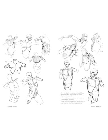 Anatmía artística 2