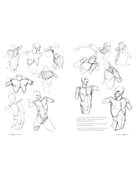 Anatmía artística 2