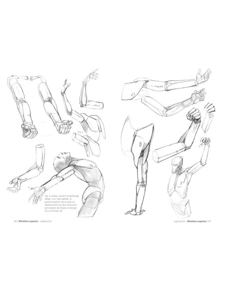 Anatmía artística 2