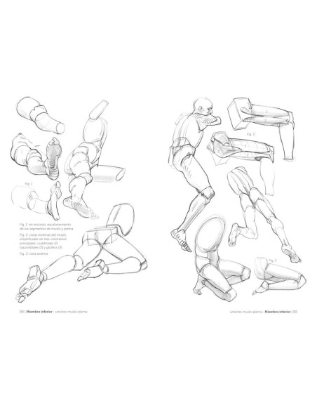 Anatmía artística 2