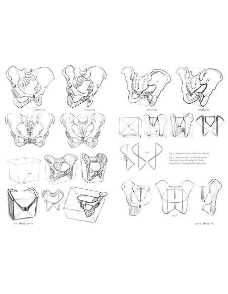 Anatomía artística 3