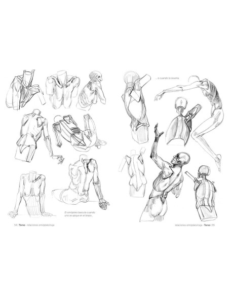 Anatomía artística 3