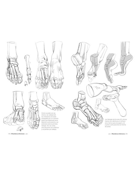 Anatomía artística 3